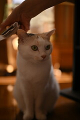 猫