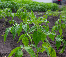 tomato in the garden, tomato grows in the garden, tomato plant, tomato seedlings