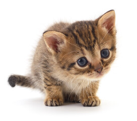 Kitten on white background.