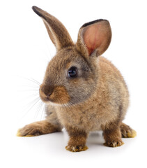 Brown rabbit on white.