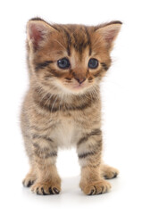 Kitten on white background.