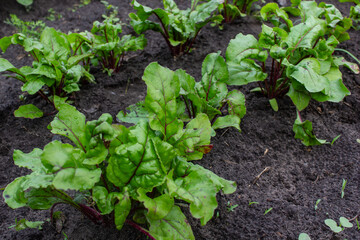 beetroot in the garden, beetroot growing in the garden, beet plant, beet seedlings