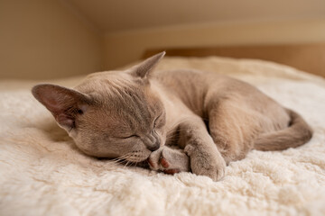 Beige Kitten Sleeping Peacefully in Warm Light