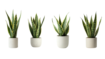 snake plant png