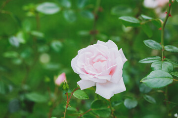 Beautiful pink rose blooming in a vibrant garden during springtime