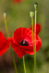 Schön leuchtende Klatschmohn Blüten Makro