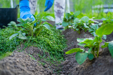 A woman's hand in a blue rubber glove mulches growing potatoes with freshly cut grass