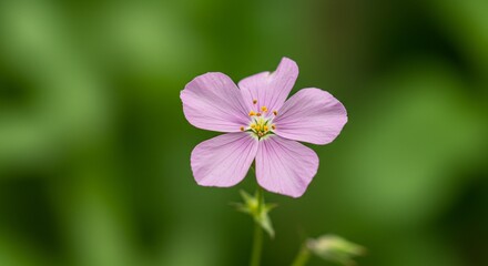 purple flower on green background