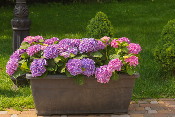 Colorful hydrangeas bloom in a sunny garden planter during summer days