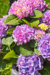 Beautiful blooming hydrangeas in vibrant colors during sunny spring day