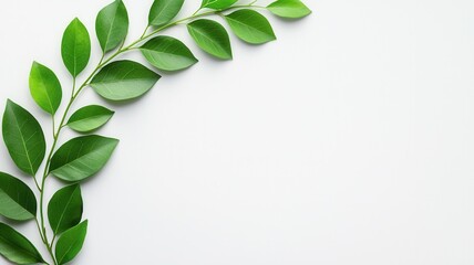 Fototapeta premium Vibrant a leaves form green graceful arc on a pristine white backdrop, offering a refreshing and natural frame with ample copy space