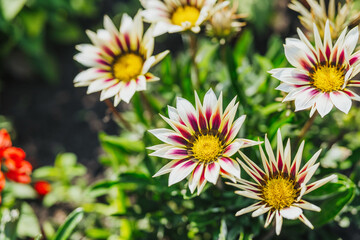 Brightly colored gazania flowers blooming in a vibrant garden setting