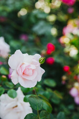 Delicate pink rose blooming amidst lush garden foliage in a vibrant setting
