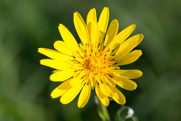 meadow salsify, 
Tragopogon pratensis yellow flower closeup selective focus
