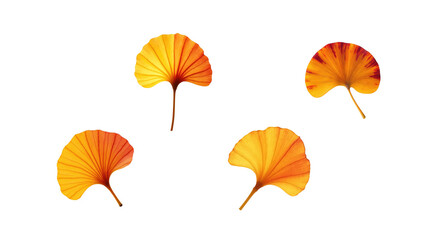 Obraz premium Yellow Ginkgo Leaf transparent background png