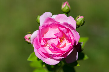 pink rose flower closeup selective focus