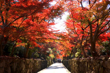 真っ赤な紅葉のトンネルに包まれた参道