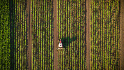 An aerial shot captures a tractor working through vibrant green crop fields in perfect straight...