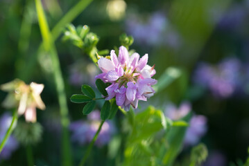 Purple crown vetch,
Securigera varia flowers closeup selective focus