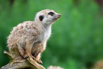 Suricate or meerkat (Suricata suricatta) It is on guard and looks around and patrolling the neighborhood