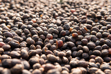 Close-up of coffee beans drying under natural sunlight. Perfect for concepts of farming, agriculture, coffee production, and organic processing methods.

