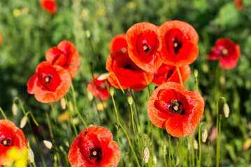 poppy flowers on sunny day closep selective focus