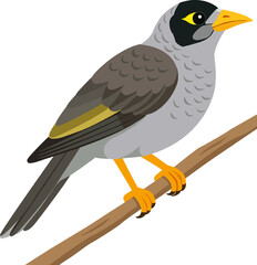 Noisy Miner (Manorina melanocephala) - Original Clean-Line Clipart with Transparent Background