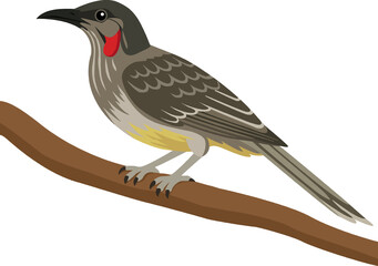 Red Wattlebird (Anthochaera carunculata) - Original Clean-Line Clipart with Transparent Background
