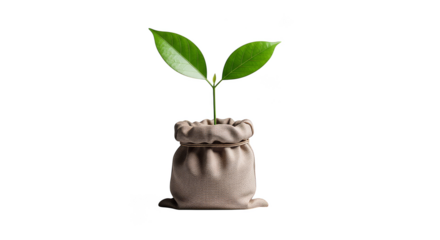 Sprout emerging from burlap sack