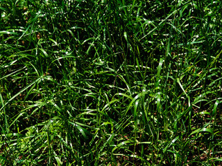 Summer sunny green grass on the field landscape