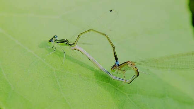 한국,곤충,실잠자리,잠자리,짝짓기,Korea, insects,  dragonflies