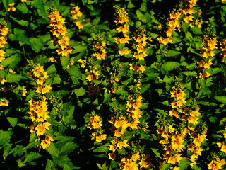 Obraz premium Yellow sunny flowers at sunset field bokeh