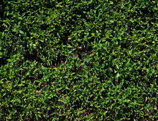 Short green grass on summer meadow lawn backdrop