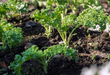 Organic fresh Kale Green cabbage (Brassica oleracea var. sabellica) - Kale green leaf isolated before white background. Kale has the highest vitamin K content of any vegetable.