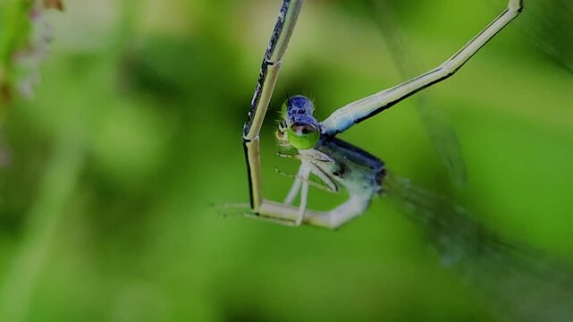 한국,곤충,실잠자리,잠자리,짝짓기,Korea, insects,  dragonflies