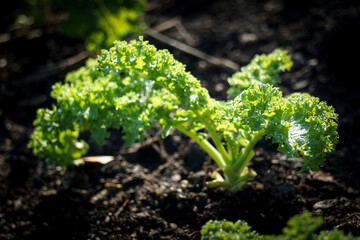 Organic fresh Kale Green cabbage (Brassica oleracea var. sabellica) - Kale green leaf isolated before white background. Kale has the highest vitamin K content of any vegetable.