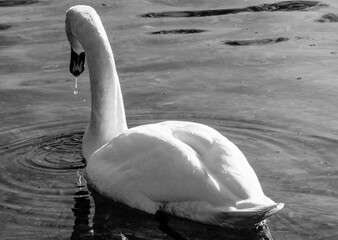 Ein Schwan auf dem See