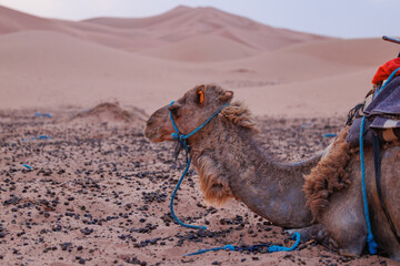 Camels resting in the Erg Chebbi sand dunes located in Morocco on the western edge of the Sahara...