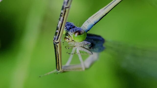 한국,곤충,실잠자리,잠자리,짝짓기,Korea, insects,  dragonflies