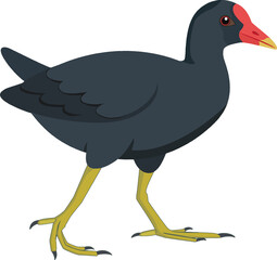 Dusky Moorhen (Gallinula tenebrosa) - Original Clean-Line Clipart with Transparent Background
