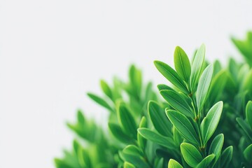 pristine shrub isolated against stark white background emphasizing greenery with ample copy space