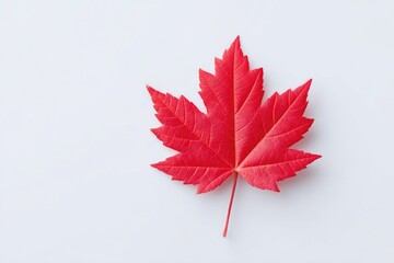red maple leaf from canadian flag isolated on clean white background providing ample copy space