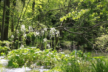 Sunlit forest path in a dense green woodland, captured in springtime in Plitvice Lakes National Park, Croatia.