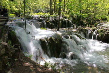 Sunlit forest path in a dense green woodland, captured in springtime in Plitvice Lakes National Park, Croatia.