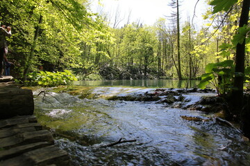 Sunlit forest path in a dense green woodland, captured in springtime in Plitvice Lakes National...
