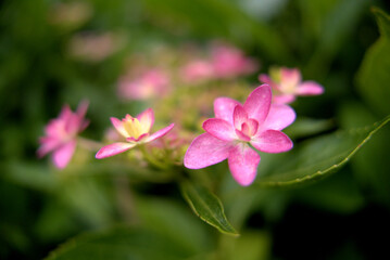 一輪だけアップで撮ったピンク色の紫陽花の花（品種：ダンスパーティー）