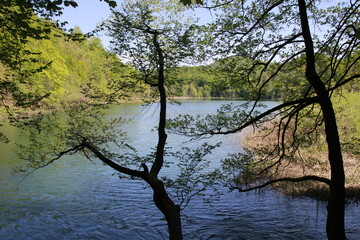 Sunlit forest path in a dense green woodland, captured in springtime in Plitvice Lakes National Park, Croatia.