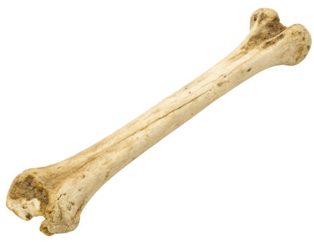 bone texture on transparent