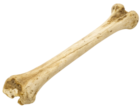 bone texture on transparent