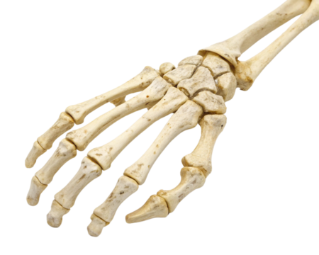 human bone hand on transparent